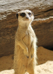 Portrait of a meerkat animal on guard