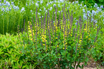 Yellow and purple flowers of a False Indigo plant blooming in a fresh spring garden
