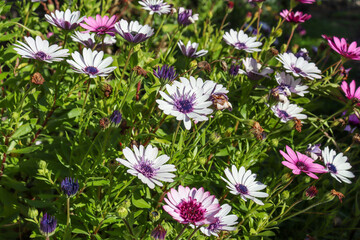 african diasy osteospermum flowering in sunshine