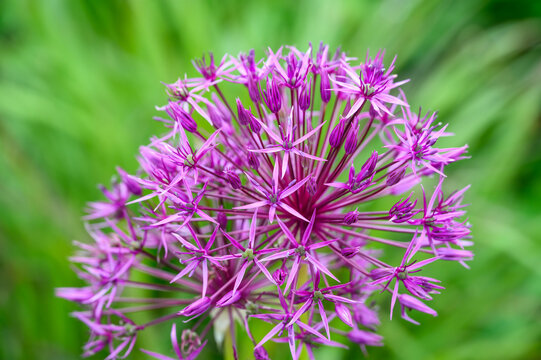 Purple flower of an allium flower, ornamental onion, blooming in a spring garden against a green foliage background

