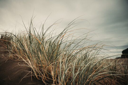 Bethells Beach - West Auckland, New Zealand 