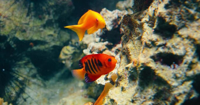 Beautiful flame angelfish, gold fish swim in a tank or home aquarium. Marine animal in tropical waters of Pacific Ocean. Japanese pygmy angel.