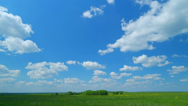 Static shot of an amazing summer landscape with green field. Nature meadow blooming flowers field in blue sky. Wide shot. Timelapse.