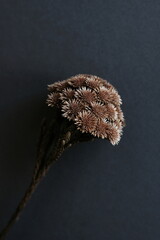 dry flower close up on dark   background top view. Exotic flower poster. minimal floral card.Poster