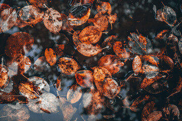 Colorful autumn leaves in a puddle, floating autumn leaves. Autumn season leaves in a rain puddle.