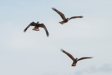Group of yellow-tailed black cockatoos (Zanda funerea) flying over the Sydney coast, NSW