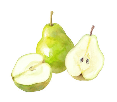 秋のフルーツ：3種の西洋梨の水彩イラスト。（透過背景）