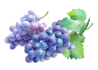 Fototapeta premium 2つの葉付きの紫葡萄。水彩イラスト。巨峰。（透過背景）