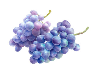 2つの紫ぶどう。水彩イラスト。巨峰。（透過背景）