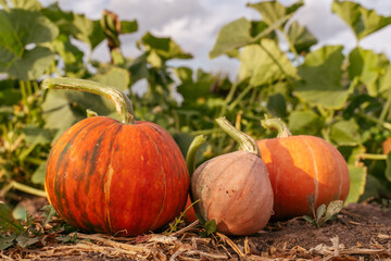 Fototapeta premium Various varieties of pumpkins in the garden. Colorful vegetables.