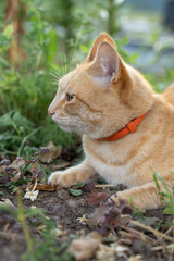 Cat in the Green Grass in Summer. Beautiful red cat with yellow eyes among the green grass.