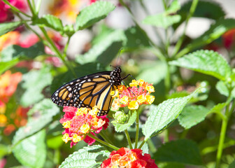 Monarch butterfly on pink, orange and yellow lantana flowers, profile view