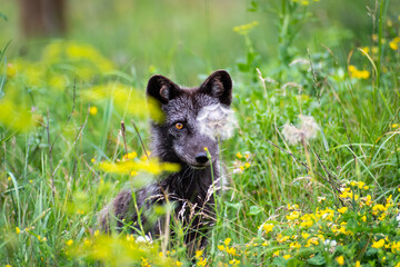 Beautiful view of an arctic fox (Vulpes lagopus)  with summer morph, sitting in the grass