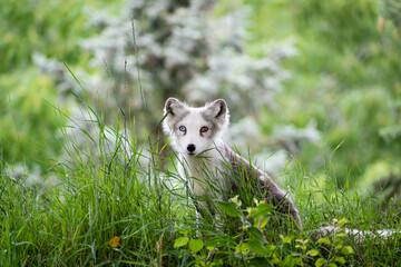 Naklejka na ściany i meble Beautiful view of an arctic fox (Vulpes lagopus) in the grass