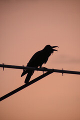 silhouette of a bird on an antenna