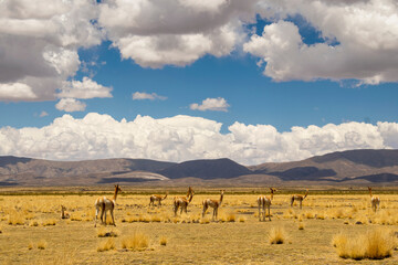 Fototapeta na wymiar Llamas en su habitad natural.
