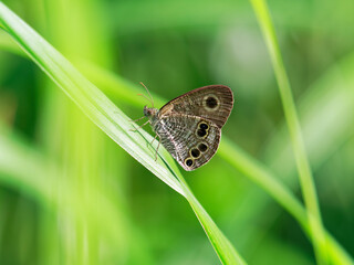 ススキの葉で一休みするヒメウラナミジャノメ