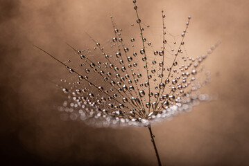 Shiny drops of dew on a dandelion