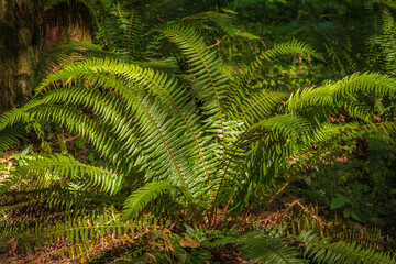 Beautiful fern leaf texture in nature. Natural ferns blurred background. Fern leaves. Fern plants in forest