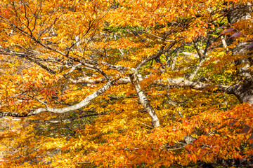 那須塩原の紅葉