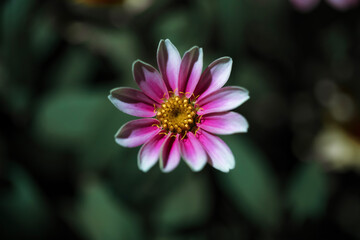 Obraz premium A Creeping Zinnia . Overhead view