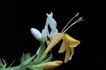 Fototapeta na wymiar close up of a white flower orchid mantis