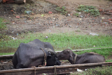 Indian buffalo on railway track