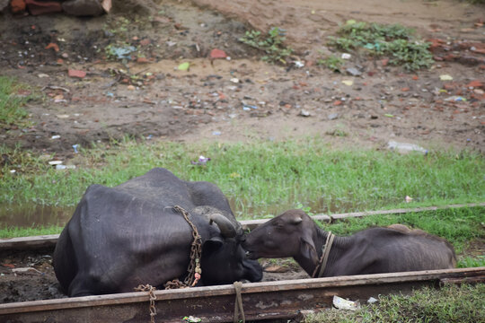 Indian Buffalo On Railway Track