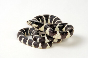 California Kingsnake // Kalifornische Kettennatter (Lampropeltis getula californiae / Lampropeltis californiae)