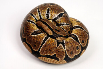 Ball python // Königspython (Python regius)