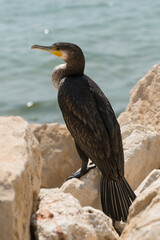 Great Cormorant (Phalacrocorax carbo). Black Sea fauna. Waterfowl close-up.