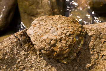 A stone from sedimentary rock with fossil Mollusks. Cockle (bivalve)  in the family Cardiidae.