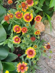 flowers in the garden