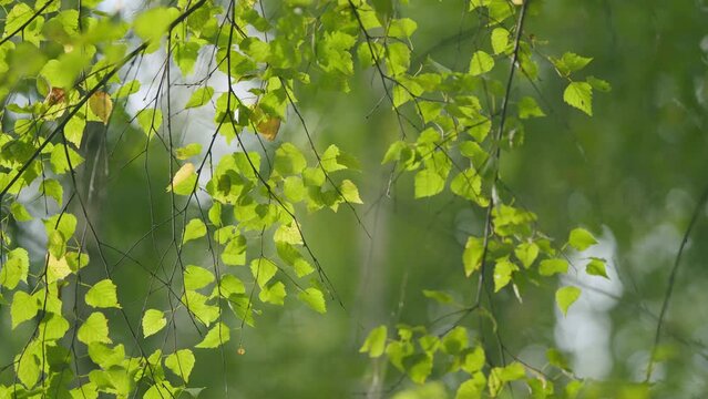 Early autumn day. Silver birch, betula pendula leaves with some yellow color. Bokeh.