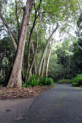 Fototapeta na wymiar Trees and path at the Tondoon Botanic Gardens in Gladstone, Queensland, Australia