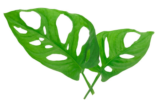 Isolated Leaves Of Tropical Plant - Monstera Adansonii Also Called Monstera Monkey. PNG File With Transparent Background.