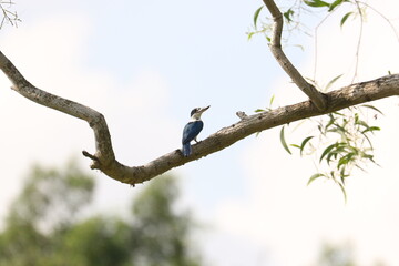 Collared Kingfisher