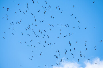 flock of storks migrating in the blue sky