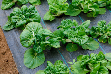 Chinese Cabbage (bok choi, pak choi, pak choy, peking cabbage) in the farm