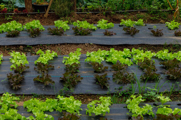 Green Oak and Red Oak in the farm