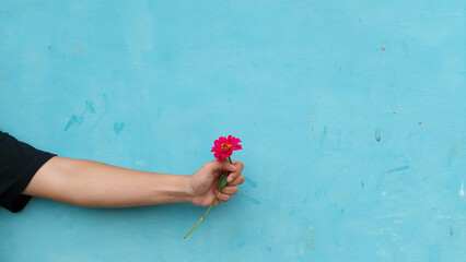 A sprig of zinnia flower broken in the left hand on a blue background 03