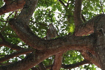 Crested goshawk