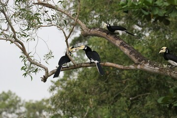Oriental pied hornbill