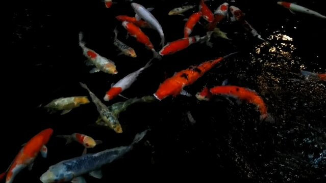 fish swimming in the pond