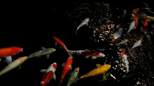 Koi fish in the pond