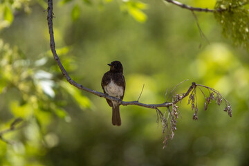 A dapper black phoebe, dark sooty gray overall with white belly.