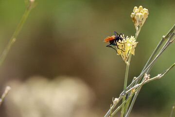 A pompilid wasp also known as spider-hunting wasp feeding from the nectar of a flower.