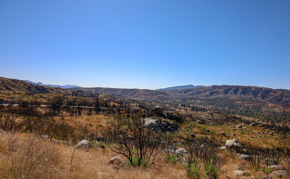 View of blackened trees burned by the Bautista fire in 2019 in the San Jacinto Mountains in Southern 
California.