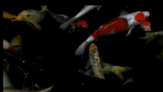 aquarium with fish