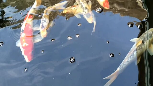 water drops on the water